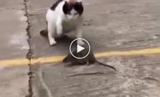 Том и Джерри битва между котом и смелой мышью