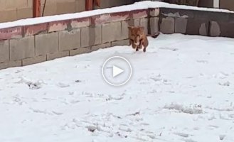 Dachshund rejoices at the first snow