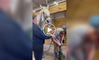 Duct tape instead of a sedative: an unusual way to distract a horse