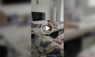 Кот играет с хозяйкой