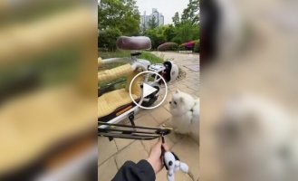 Электроскутер с местом для собаки