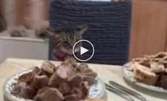 Forbidden food and a well-mannered cat