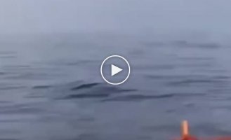 Scary, unexpected and very beautiful: meeting with a whale