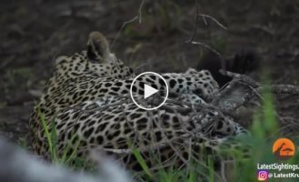 Самка медоеда отбила своего детеныша у леопарда