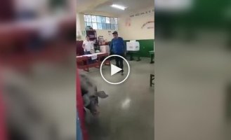Свинья ворвалась на избирательный участок