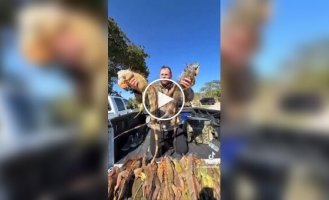 Тысячи игуан впали в анабиоз из-за аномальных холодов в США