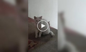 Бездомная кошка познакомила котенка с человеком, который ее подкармливал