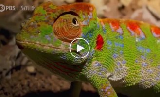 Quite a creepy video of a dying chameleon