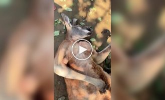 Китаянка пыталась разбудить спящего кенгуру