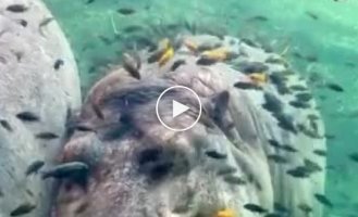 Hippos underwater