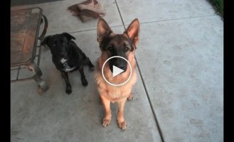 A year in the life of a German Shepherd in 40 seconds. Look how the dog's eyes change