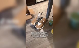 Мужчина не мог найти кошку в доме и обнаружил ее в неожиданном месте