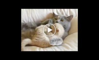 Котик играется со своей мамой