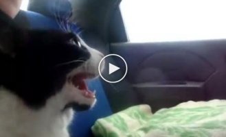 Первая поездка кота на машине