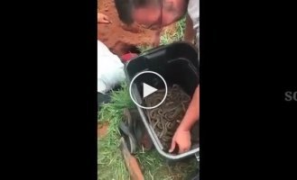 Мужчина раскопал змеиное логово