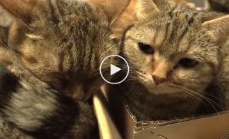 Когда коты очень любят коробки