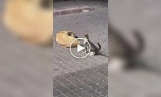 Кот нагло прервал сон пса