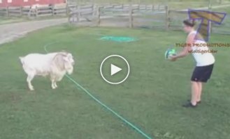 Стоит посмотреть тем, кто принимает козу за скучное животное
