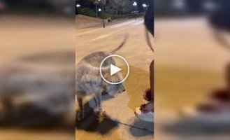 Настоящее удовольствие для хвостатого друга