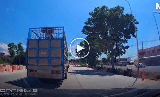 In Thailand, a piglet fell out of a truck and found a new home thanks to motorists