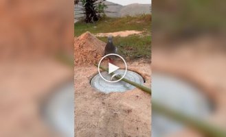 An easy way to catch a pigeon