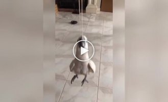 The parrot turned a rubber band into an attraction