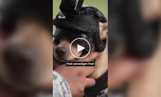 Чихуахуа по кличке Командо приняли на службу в Национальную гвардию Мексики