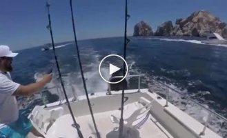 Два морских разбойника забрались в лодку к рыбакам и стали выпрашивать рыбку