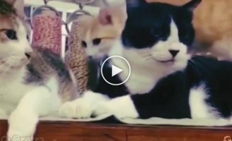 Cat love triangle