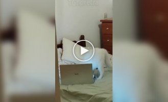 Дуже зайнятий кіт