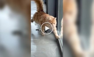 Кота поймали на месте преступления