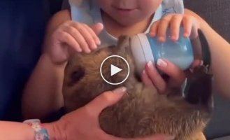 The family adopted a small beaver who began to build a dam in their house