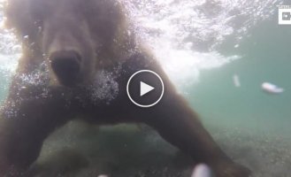 Медведь под водой на рыбалке