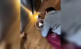 Коли хтось каже, що котики марні