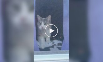 Принял за чужака: кот не узнал хозяйку