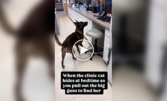 Пес помогает найти кошку, постоянно исчезающую перед закрытием приюта