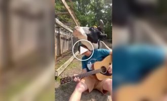 “Let's play!”: a cow who loves songs with a guitar