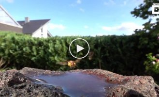 Впечатляющее видео о шершнях на водопое