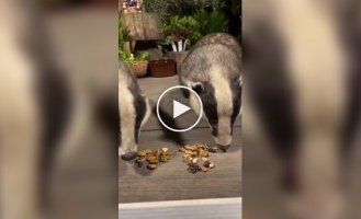 Внимание, барсуков покормили