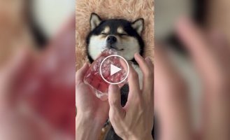 Собака живет свою лучшую жизнь