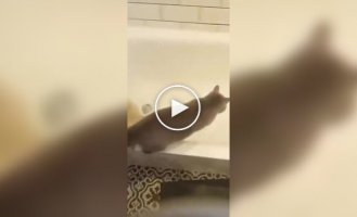 Ванная комната не впечатлила кота