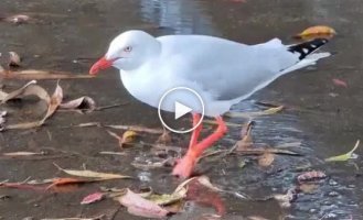 Gull dance to hunt worms
