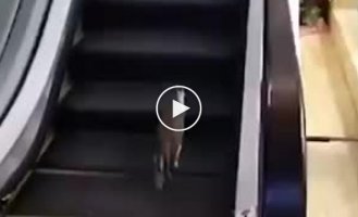 Кот на эскалаторе