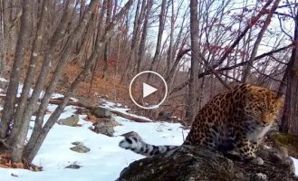 The fox imagines himself to be a leopard in a seaside national park