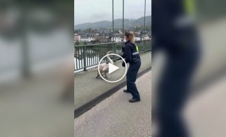 German police caught a swan that ran onto the highway