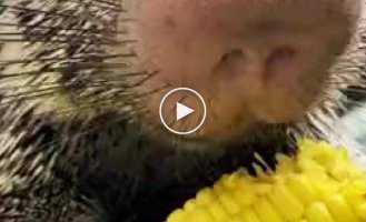 Миленький и маленький дикобраз поедает кукурузку