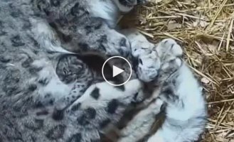 Little snow leopard with mom