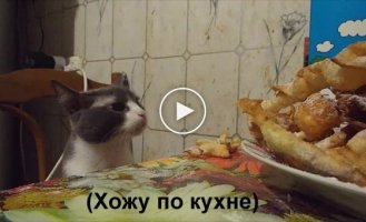 Поймали кошку с поличным