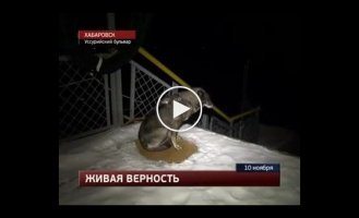 Живая верность