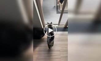Cat crash